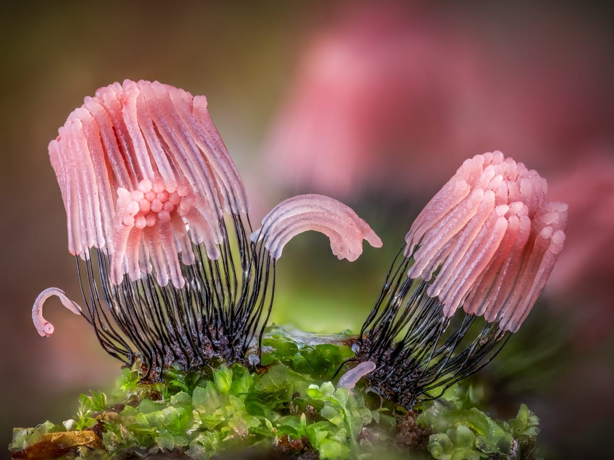 微观绮丽：韦伯镜头下的黏菌万象