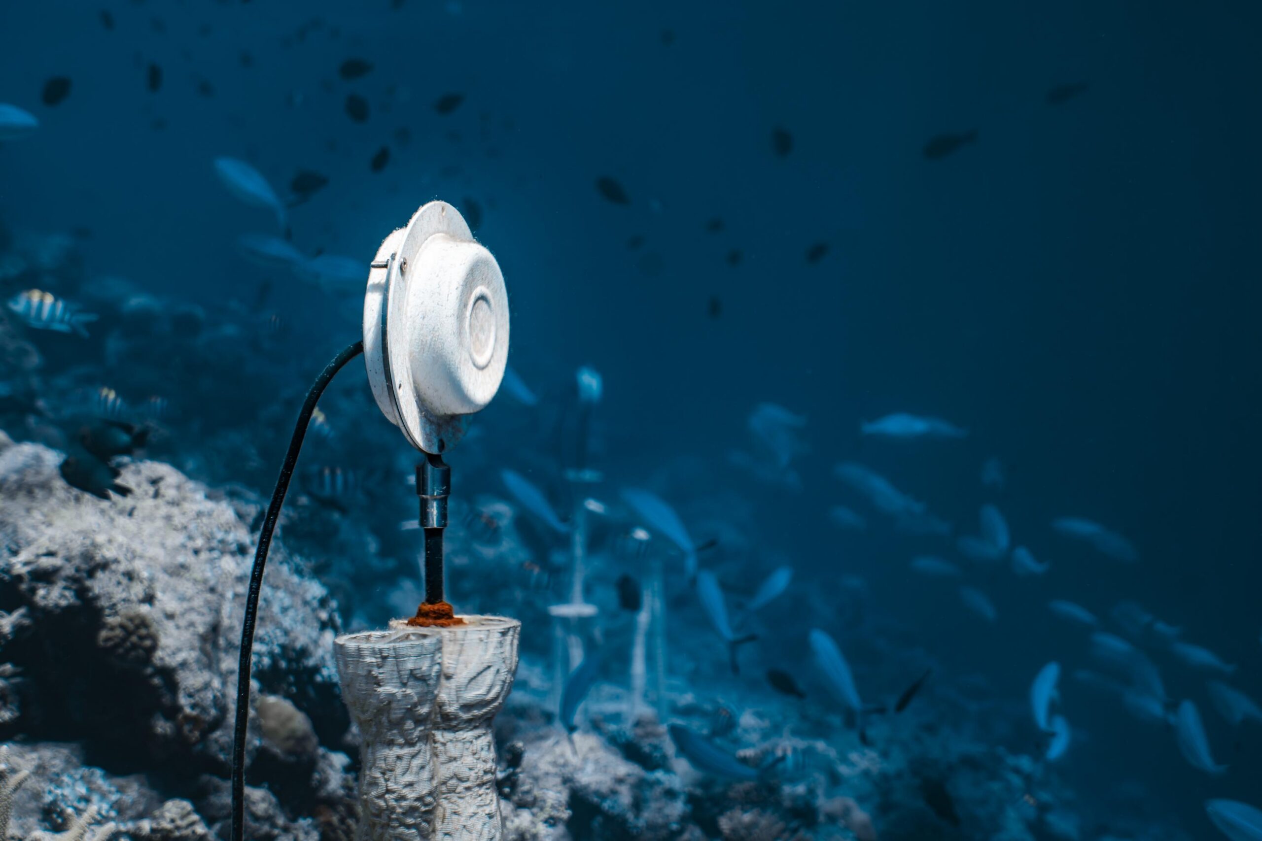 珊瑚之声的复原：共生调解